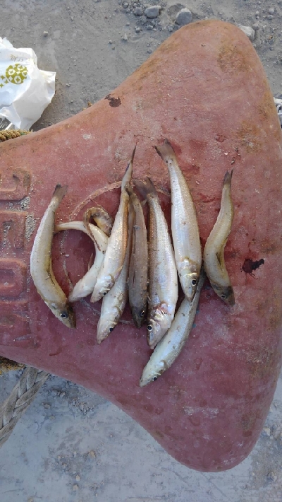 5/12釣果。チヌ3匹キス10匹