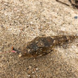 久しぶりの地元メバル