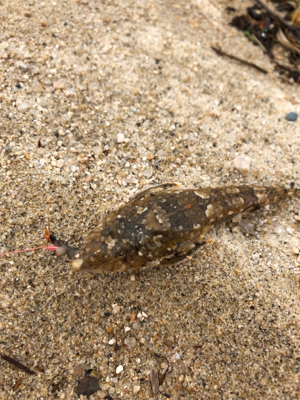 久しぶりの地元メバル