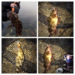 アコウ&ガシラ釣り(^^)