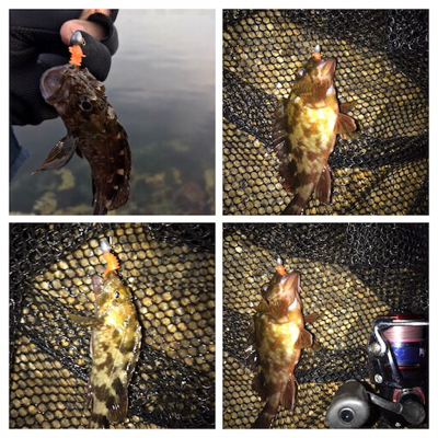 アコウ&ガシラ釣り(^^)