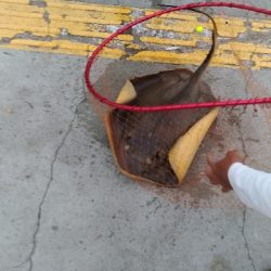 5/18釣果　アカエイガシライワシ