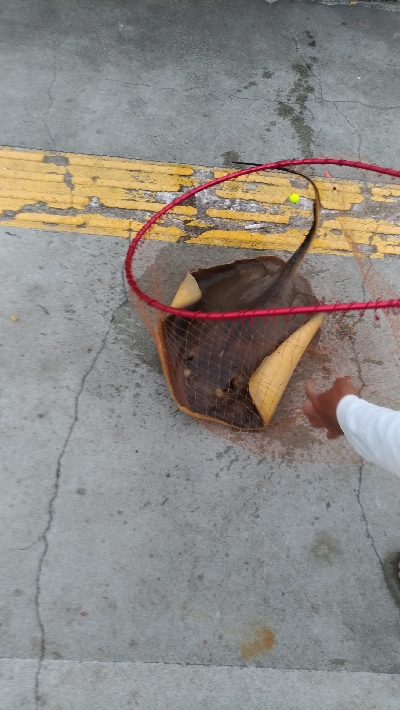 5/18釣果　アカエイガシライワシ