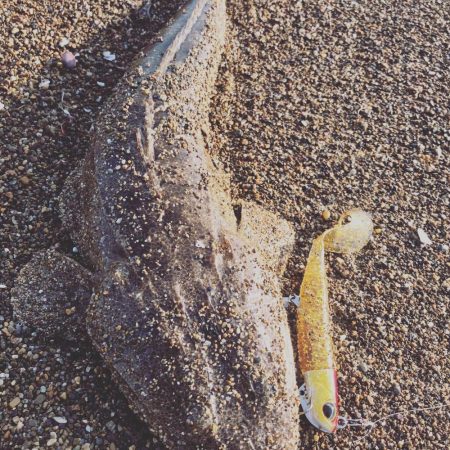 念願のヒラメ(ソゲ)