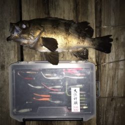 Light Game Fishing 2