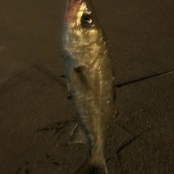 久々のオカッパリ