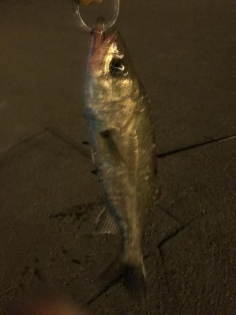 久々のオカッパリ