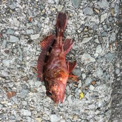 皐月カレイに挑戦