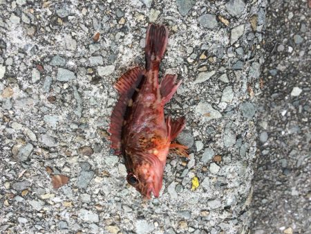 皐月カレイに挑戦