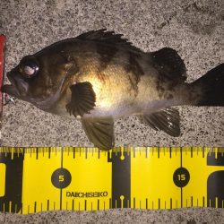 まだ楽しめた!メバル‼︎