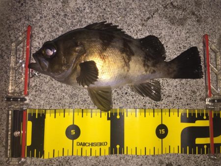 まだ楽しめた!メバル‼︎