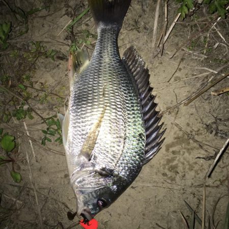 淀川のチニングに挑戦！