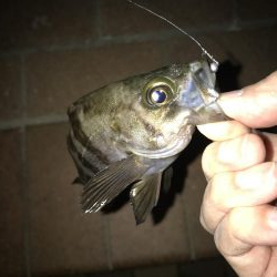 メバル・タケノコ掘り