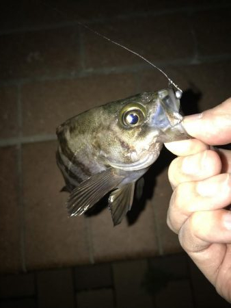 メバル・タケノコ掘り