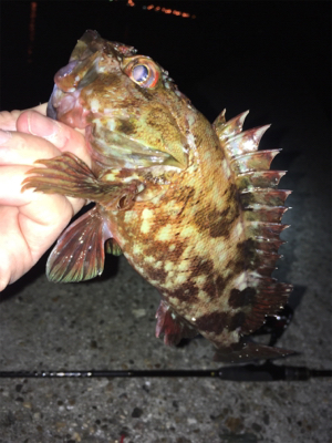 明石周辺ライトゲーム