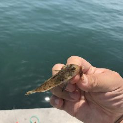 カレイはどこ？