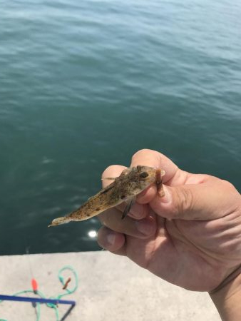 カレイはどこ？