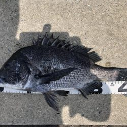 イチノ兄弟、釣果!