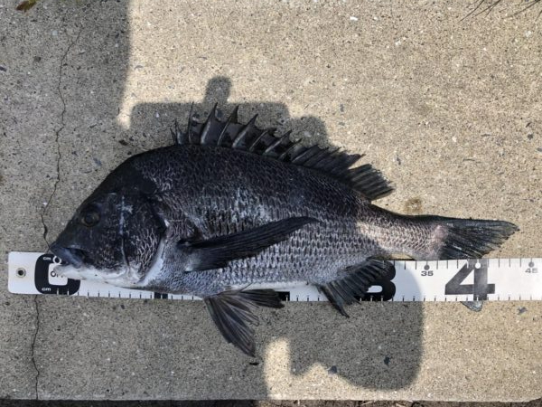 イチノ兄弟、釣果!