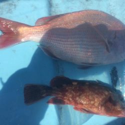 5月5日  紀中  タイラバ