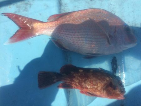 5月5日  紀中  タイラバ