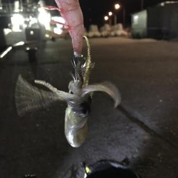 メバル、ミミイカ、タコ