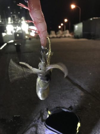 メバル、ミミイカ、タコ