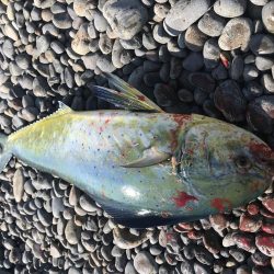 シイラゲット！