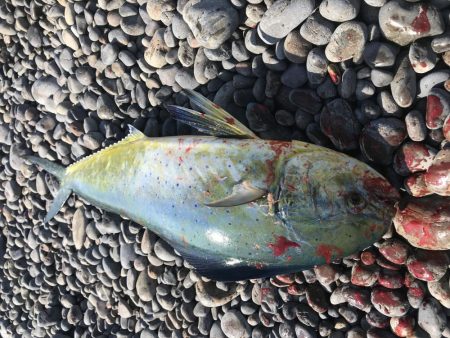 シイラゲット！