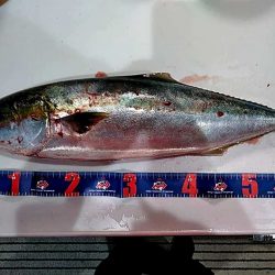 なんと　68㎝のメジロが釣れました!!