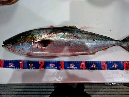 なんと　68㎝のメジロが釣れました!!