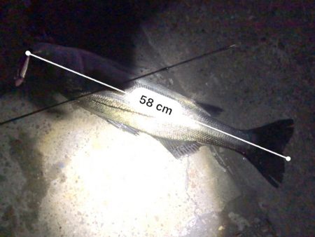 ショートバイト対策で