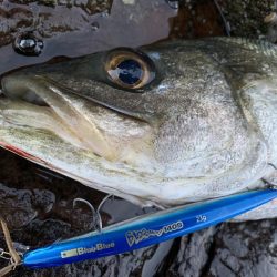 シーバスとロックフィッシュ釣果