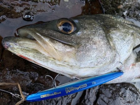 シーバスとロックフィッシュ釣果