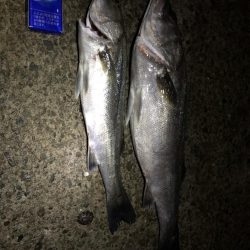 夜中の釣り