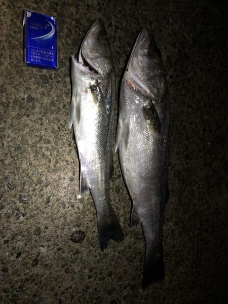 夜中の釣り
