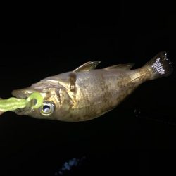 大人はどこ？？