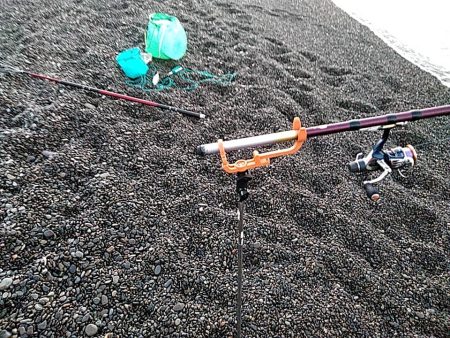 久しぶりのアオリイカでした!!