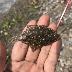 早朝からキス引き釣り