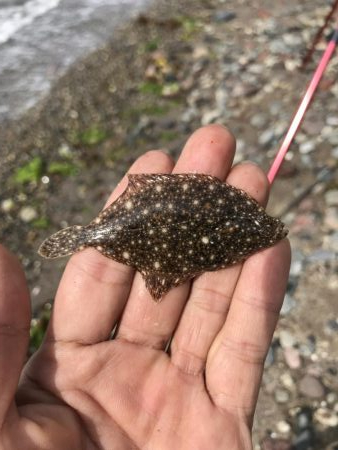 早朝からキス引き釣り