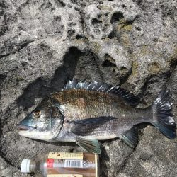 令和にて初のチヌ