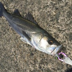 最強コノシロパターン