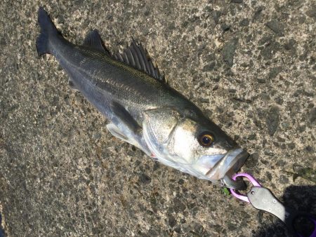 最強コノシロパターン