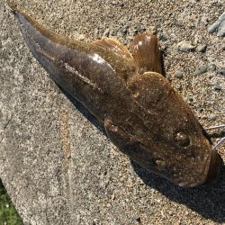 マゴチラッシュ