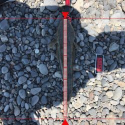 サーフ初ゲット。