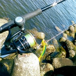 シーバス狙い・・・のはずが