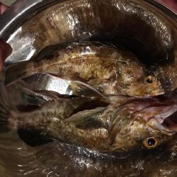 飽きずにガシラ