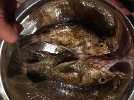 飽きずにガシラ