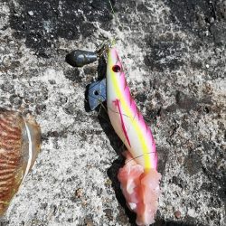 良型コウイカ 1杯