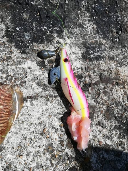 良型コウイカ 1杯